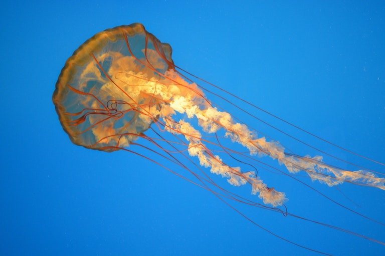 Cloud Container Ubuntu upgrade from Focal to Jammy Jellyfish