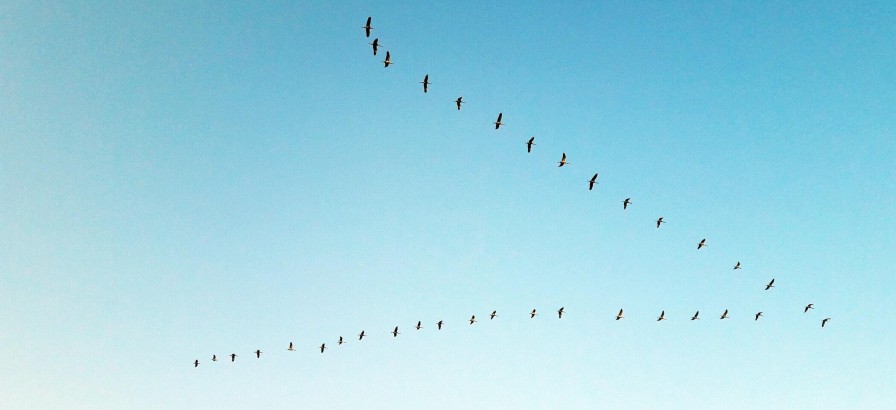 An overseas migration.