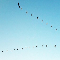 An overseas migration.